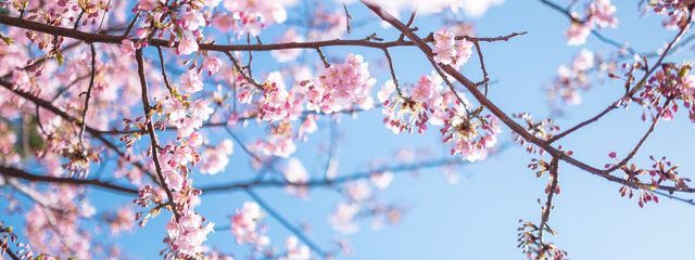 アリスさんの壁紙画像