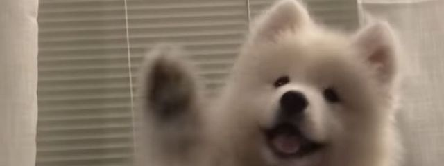 さもさも🐶さんの壁紙画像