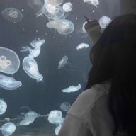 くらげ🪼さんのアイコン画像