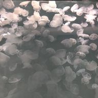 もちさんのアイコン画像