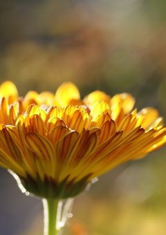 マリーゴールド