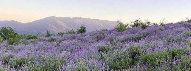 雀 空 ._. す あ 🦋 ＃ 低 浮 上さんの壁紙画像