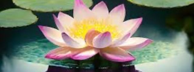 彰さんの壁紙画像