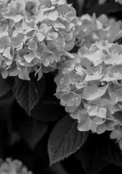 .紫陽花万華鏡.