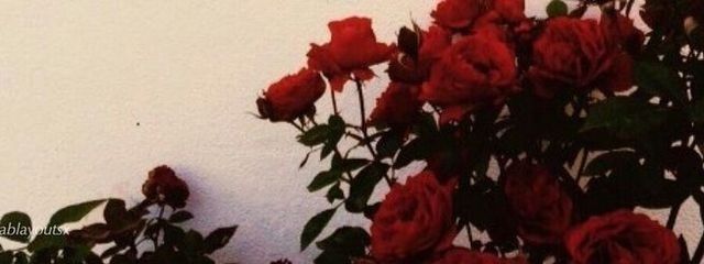  .ᐟ ‪‪¿  ｱ ﾑ  ¿ ‪‪.ᐟさんの壁紙画像