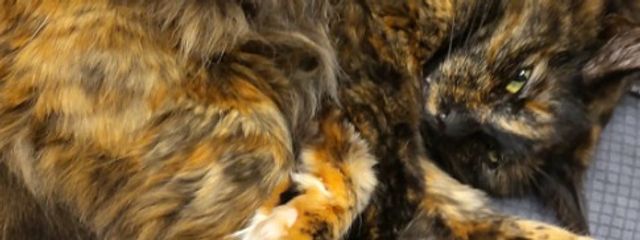 skr🌸さんの壁紙画像