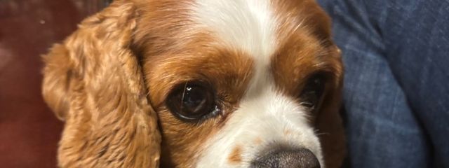 紗良、ルル( ੭ ›~‹  )੭さんの壁紙画像