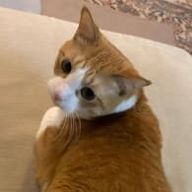 紗良、ルル( ੭ ›~‹  )੭さんのアイコン画像