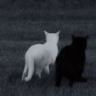 はりねずみさんのアイコン画像