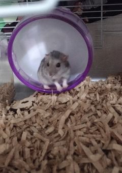 私のハムスター写真しゅう