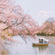 🌸소회🌸さんのアイコン画像
