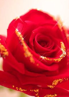 薔薇色の人生