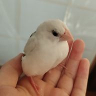 つくねさんのアイコン画像