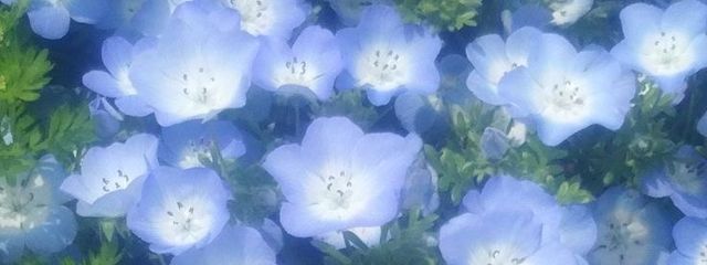 /:さんの壁紙画像