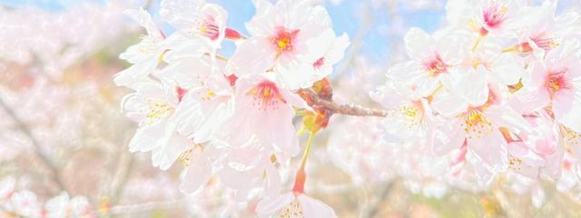 のんさんの壁紙画像