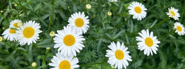 Rei Rさんの壁紙画像