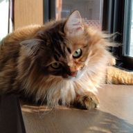 のりさんのアイコン画像