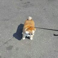 たにやんさんのアイコン画像