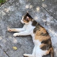 YAMADAYAMADAさんのアイコン画像