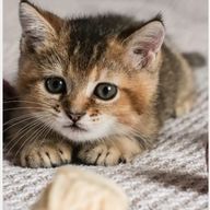 ショコラさんのアイコン画像