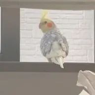 あやねさんのアイコン画像