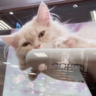 かなめくん。さんのアイコン画像