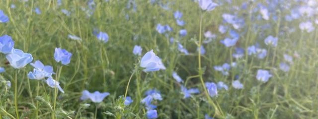 Suzuさんの壁紙画像