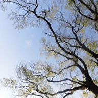 果汁園:orchardさんのアイコン画像