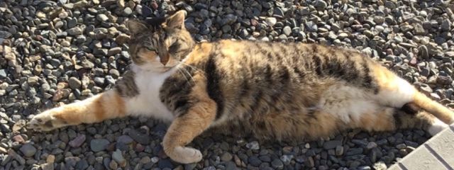 通りすがりの猫さんの壁紙画像