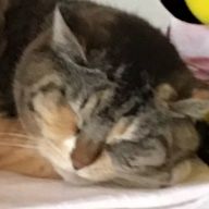 通りすがりの猫さんのアイコン画像