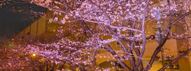 .*꒰ঌ 𝕪𝕦𝕪𝕦 ໒꒱*.さんの壁紙画像