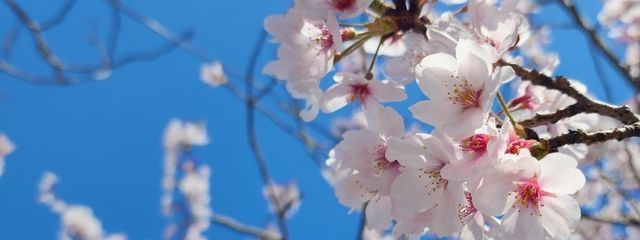 如月 2さんの壁紙画像