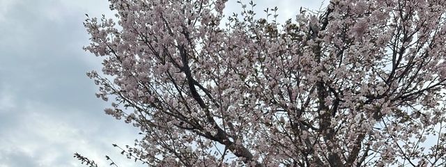 折り紙さんの壁紙画像