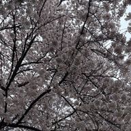 折り紙さんのアイコン画像