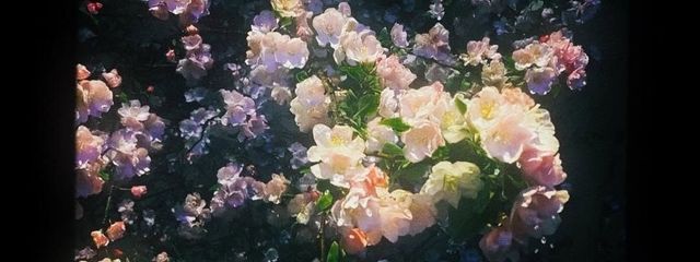 　　蓮 見 蒓 樺 さんの壁紙画像