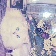 寝兎さんのアイコン画像