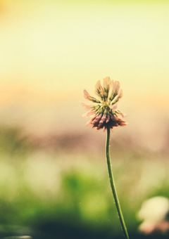 先輩と1年だけ。