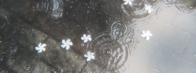 ₊˚⊹ 𐙚さんの壁紙画像