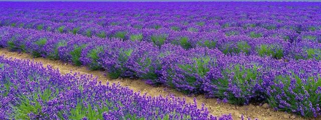 ajzさんの壁紙画像