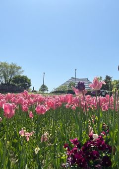 イケメン8人の妹になったんですけど?!