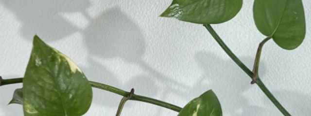 うに 🐑🧩さんの壁紙画像