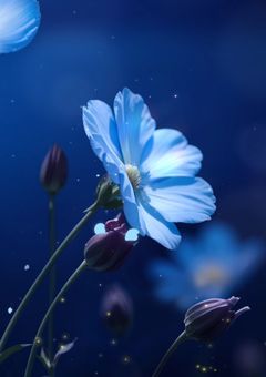 あの流星をもう一度