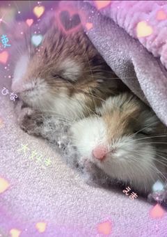 ハムスターｧｧｧｧｧ