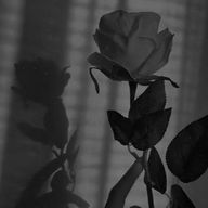 宵さんのアイコン画像