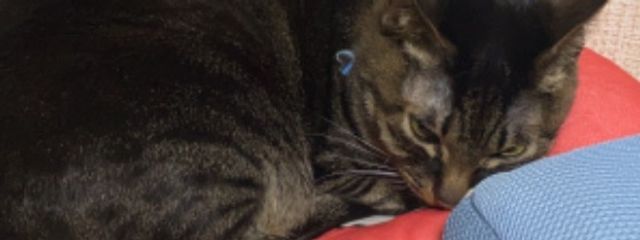 かるぴすさんの壁紙画像