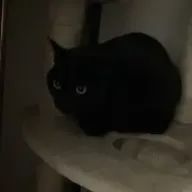 かるぴすさんのアイコン画像