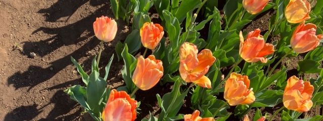 水道水 低浮上さんの壁紙画像