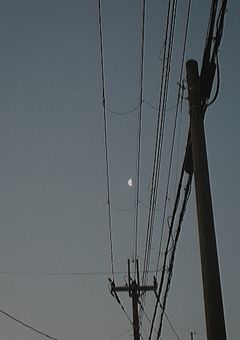 あの人達はひっつき虫です