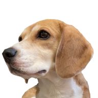 トキアル(夢小説朗読防止のためフォロワー限定中)さんのアイコン画像