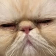 ☆ぬこ☆さんのアイコン画像